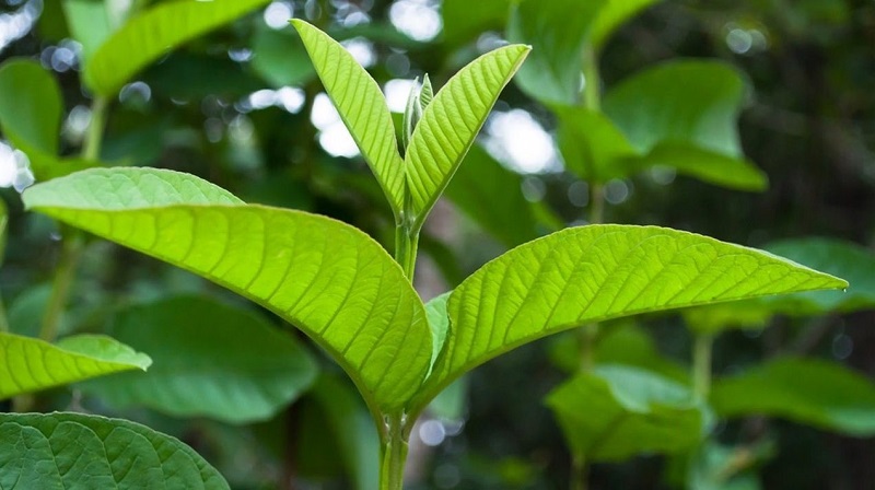 🌿 6 Tác Dụng Tuyệt Vời Của Lá Ổi Và Lưu Ý Khi Sử Dụng